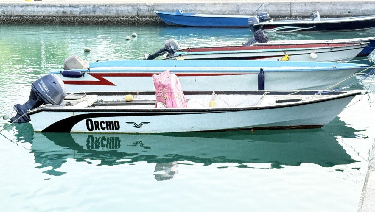 އޯކިޑް _ ޑިންގީ
